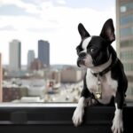 Boston Terrier Perches On Rooftop